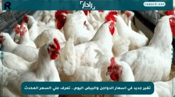 تغير جديد في أسعار الدواجن والبيض اليوم.. تعرف على السعر المحدث